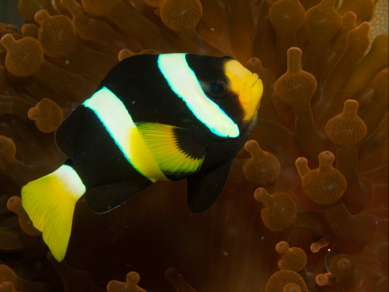 Tomato Anemone Fish